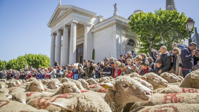 Tradition de la Transhumance à Saint-Rémy-de-Provence