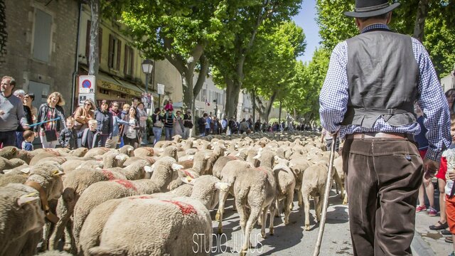 Tradition de la Transhumance à Saint-Rémy-de-Provence
