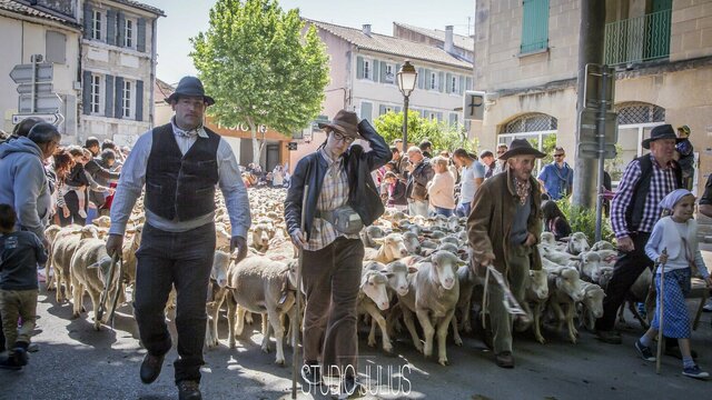 Tradition de la Transhumance à Saint-Rémy-de-Provence