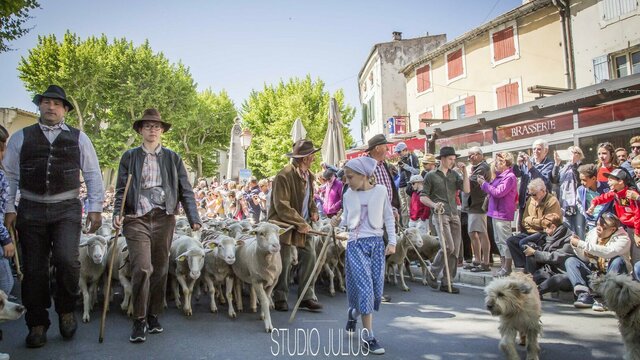 Tradition de la Transhumance à Saint-Rémy-de-Provence