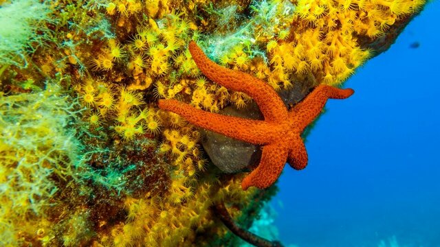 Plongée de plaisir à Sainte-Maxime