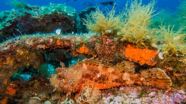 Plongée de plaisir à Sainte-Maxime