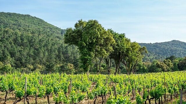 Séjour au cœur des vignes au Domaine Clos Mirages