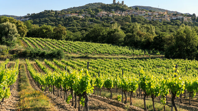 Vignobles Cogolin - Grimaud